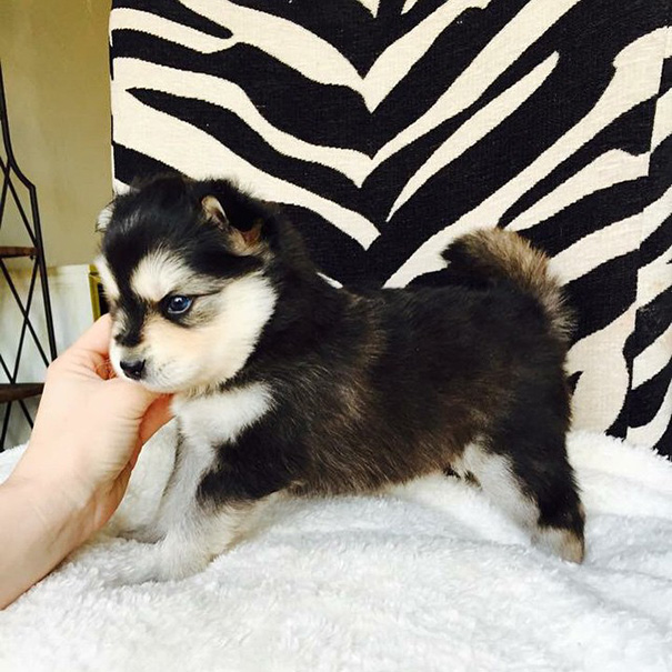 Black and white puppy on a blanket