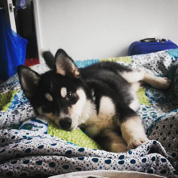Small black and white dog laying in bed 