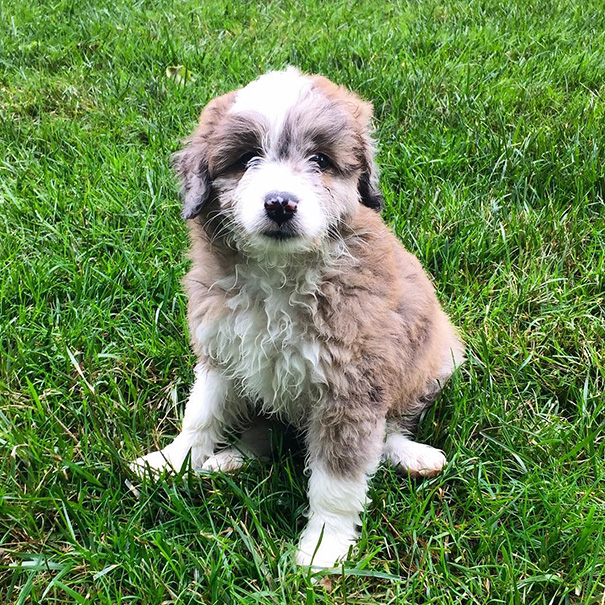 Aussiedoodle (Australian Shepherd + Poodle)