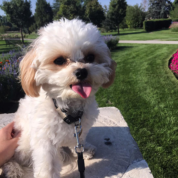 Cavachon (Cavalier King Charles Spaniel + Bichon Frise)