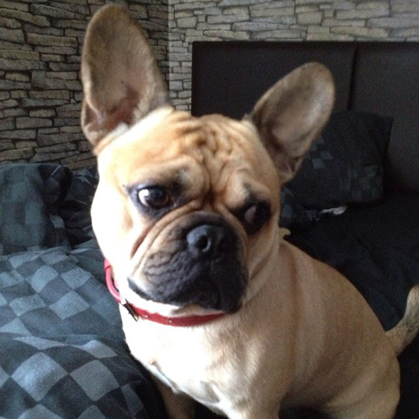 Small brown dog sitting on bed 