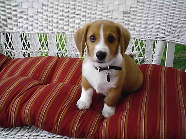 Small white and brown puppy sitting on a cushion 