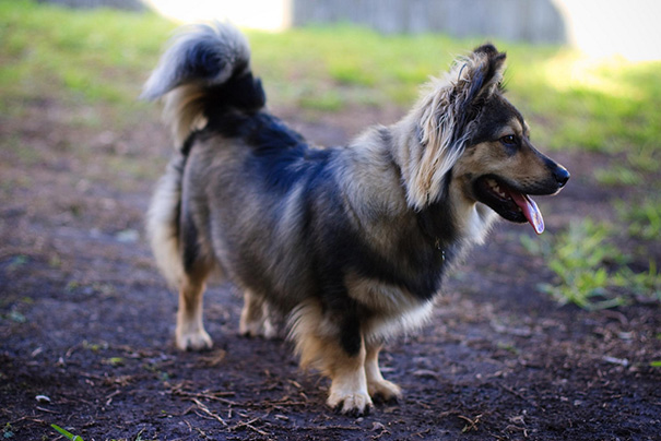 Corgi + German Shepherd