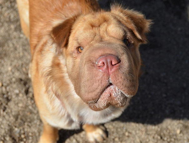 Shar Pei + Spaniel Mix