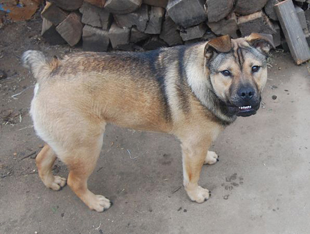 English Bulldog + German Shepherd