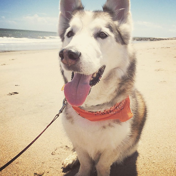 Horgi (Husky + Corgi)