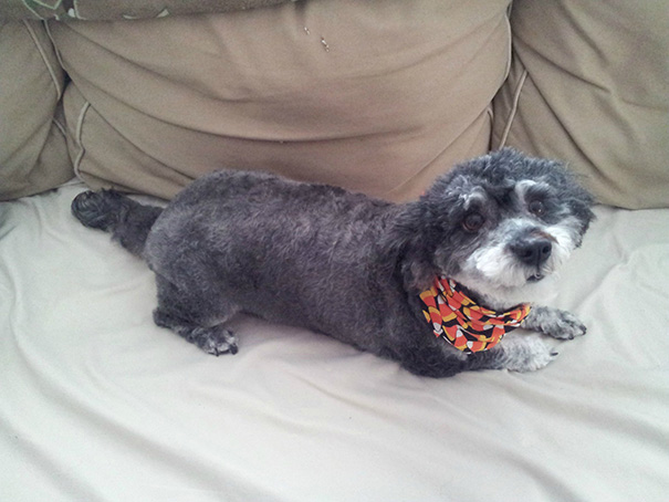 Schnoodle (Schnauzer + Poodle)