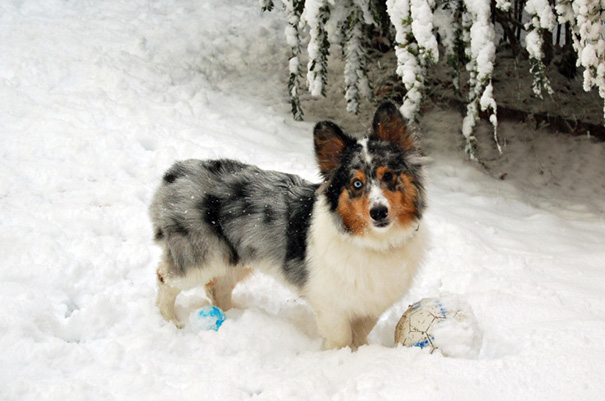 Mixed colored dog standing in snow 