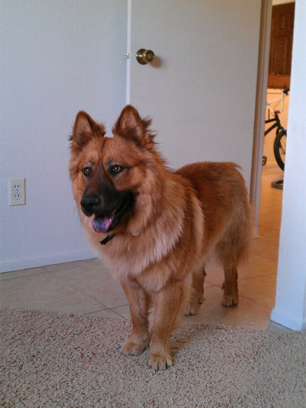 Chow Chow + German Shepherd