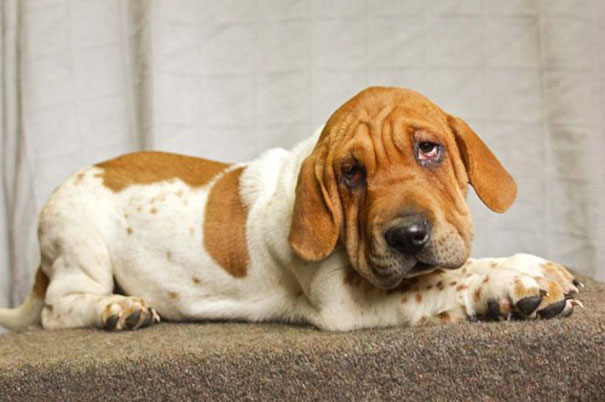 Sharp Asset (Basset Hound + Shar-pei)