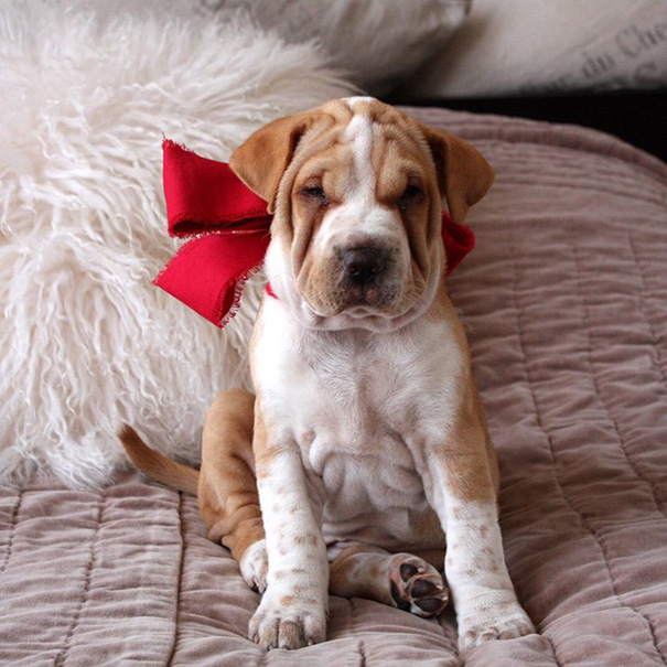 Cockerpei (Cocker Spaniel +Shar-Pei)