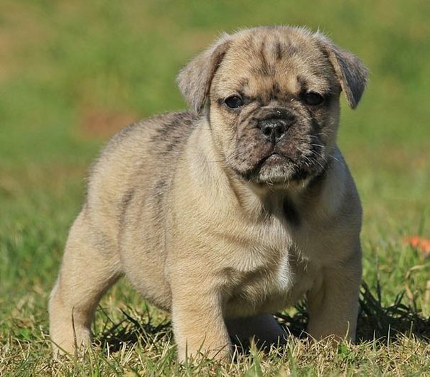 Bullpug (Pug + English Bulldog)