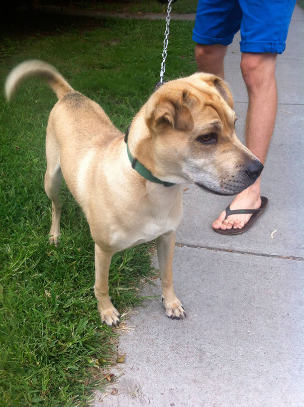My Neighbor's Dog Hummus Is A Pug And Shar-Pei Mix