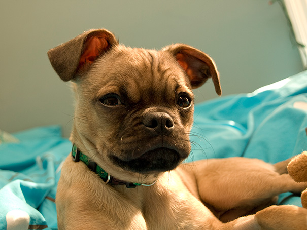 Chug (Chihuahua + Pug)