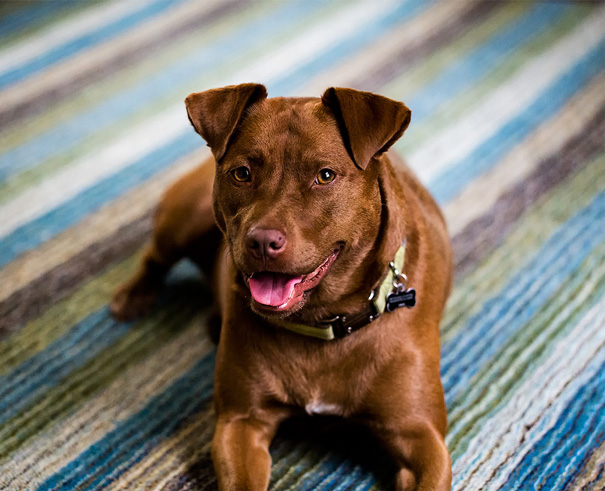 My Bud Of 5 Years Now. Chocolate Lab And Pit Pull Mix