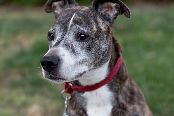 My 10-Year-Old Pitbull, Whippet And Boxer Mix