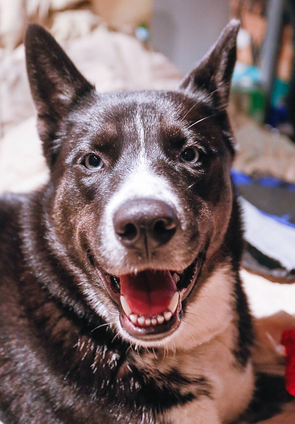 This Is My Husky And Karelian Bear Dog Mix Lucy