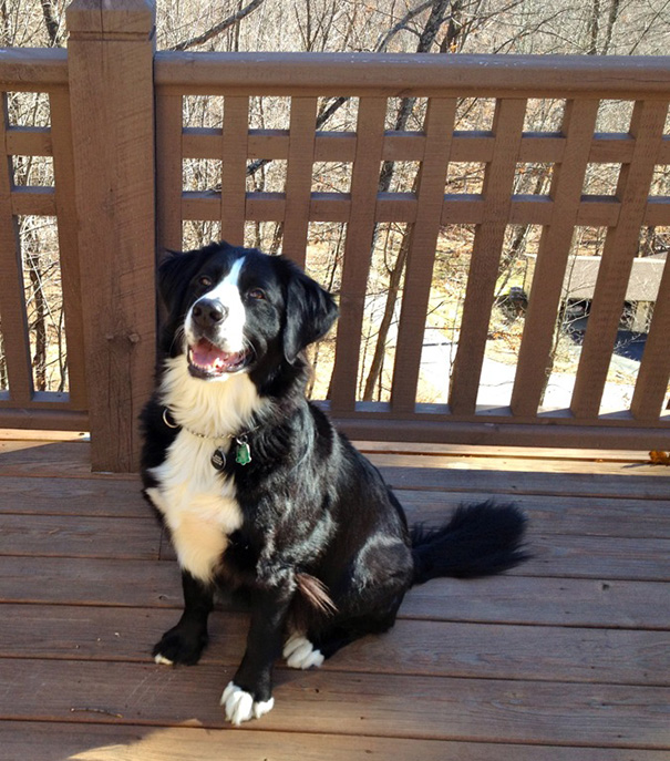 Happy white and black dog sitting outside 