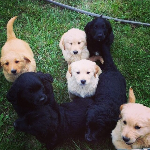 What Happens When You Mix A Golden Retriever With A Bernese Mountain Dog/golden Retriever Mix