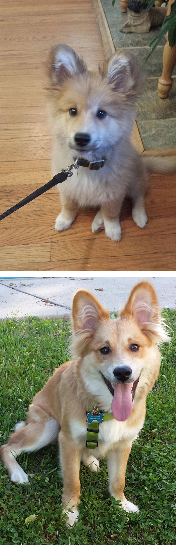 Small puppy sitting on a leash 