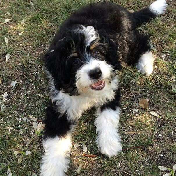 Bernedoodle (Bernese Mountain Dog + Poodle)