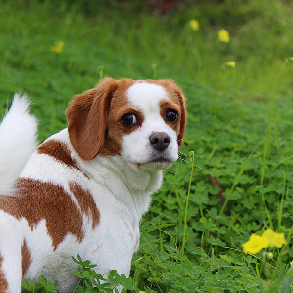 Beaglier (Beagle + Cavalier King Charles Spaniel)