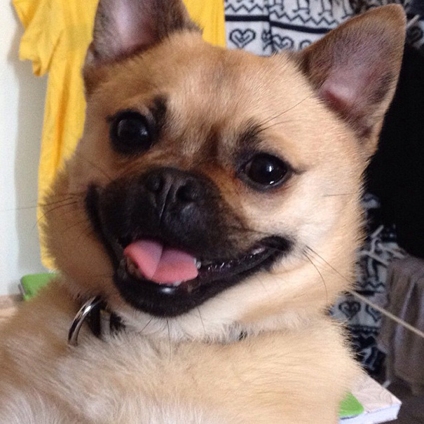Chug (Chihuahua + Pug)