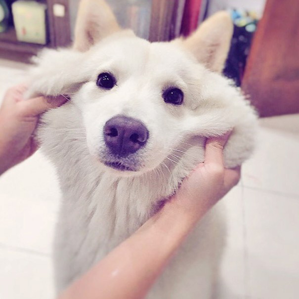 White dog being pet by human 