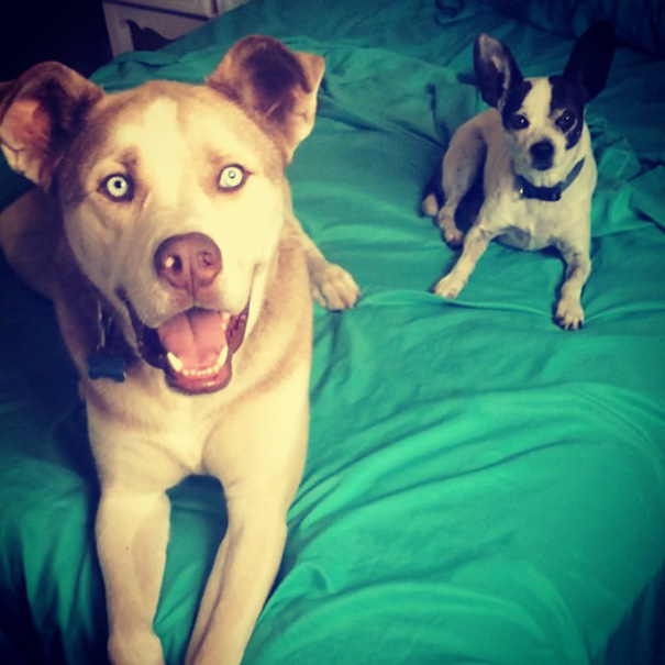 Pitsky (Pitt Bull + Husky)