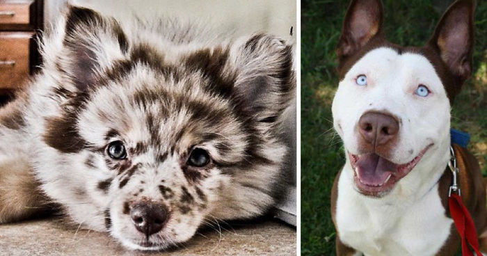 35 Photos of Mixed Dog Breeds For An Instant Mood Uplift
