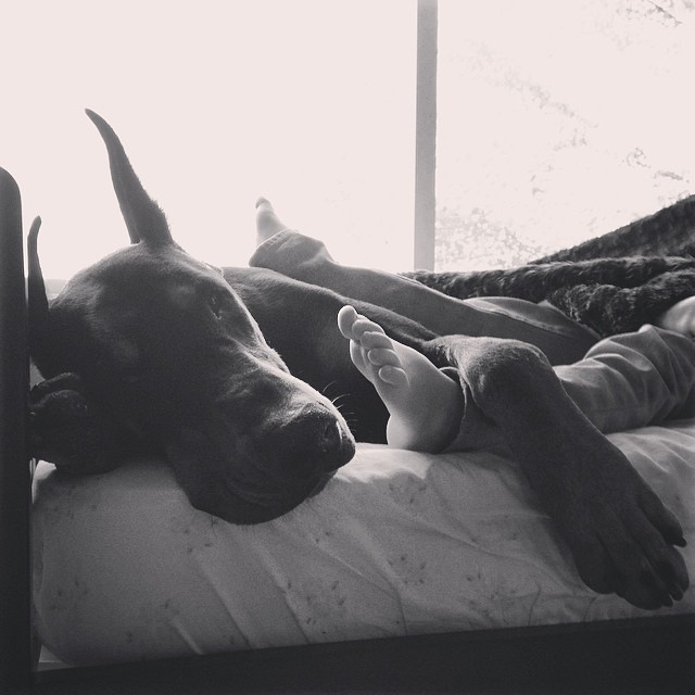 cutie-and-the-beast-dog-girl-seana-doberman-90 cutie-and-the-beast-dog-girl-seana-doberman-90