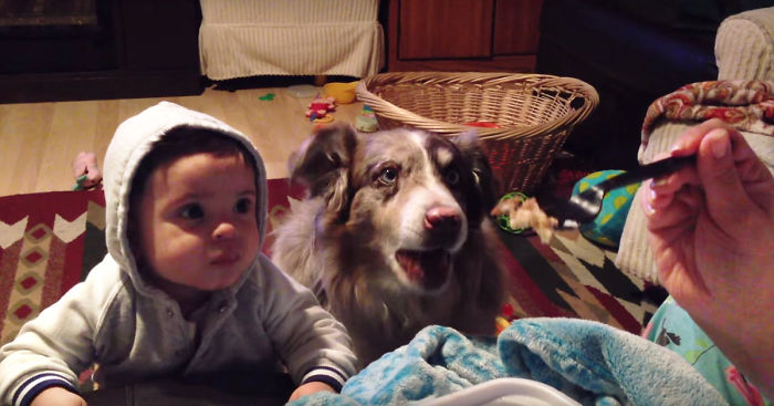 Mom Offers Baby A Treat If He Says ‘Mama,’ Dog Says It First