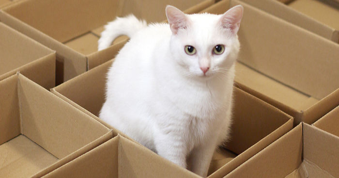 A Simple Way To Surprise Your Cat