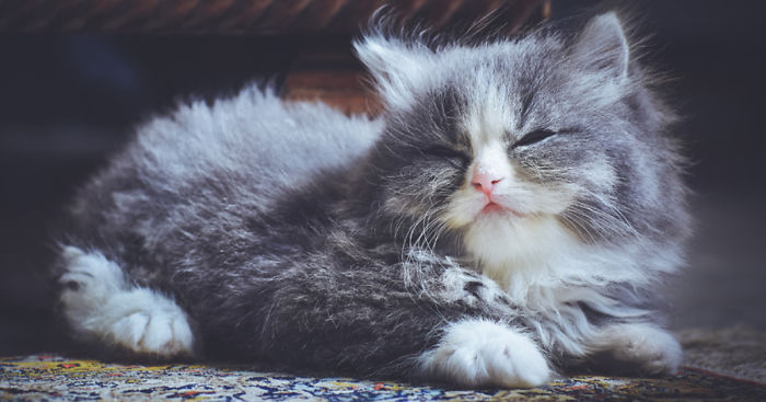 I Take Portraits Of Cats With Proper Manners