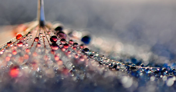 Mesmerising Beauty Of Droplets Captured Through My Macro Lens