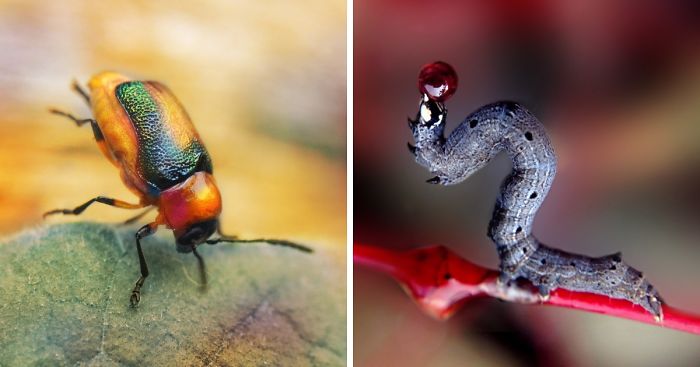 I Capture The Worlds Beneath Our Feet Using My Iphone And A Small Macro Lens