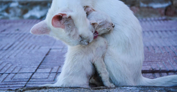 Kind Man Rescues Poor Kittens In Egypt