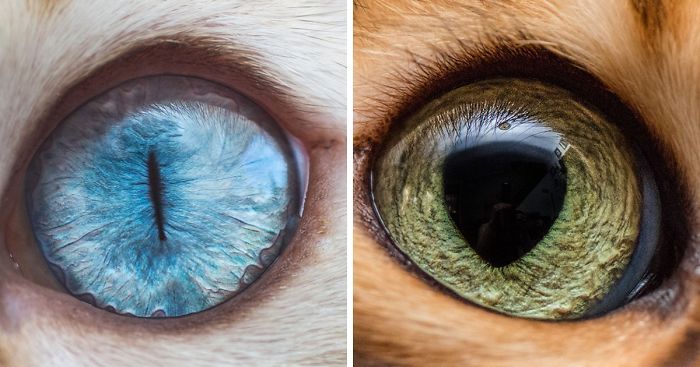 15 Macro Shots Of Cat Eyes From My Recent Cat-O-Shoot
