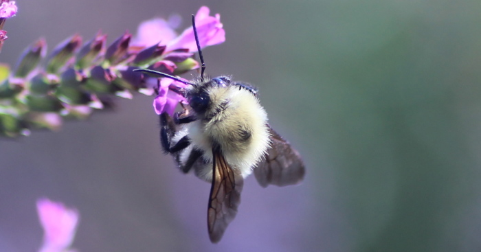 Butterflies And Bees In My Backyard