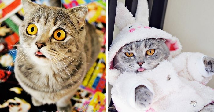 Ridiculously Cute Pics Of The ‘Einstein’ Cat Who Got Really Grumpy