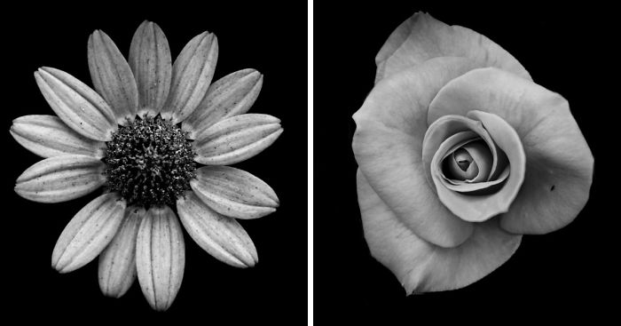I Take Black & White Photos Of Garden Flowers To Show The Beautiful Symmetry Of Nature