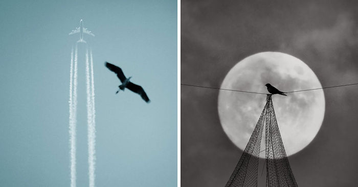 I Look For Art When I Go Birdwatching