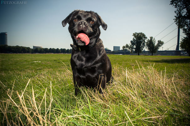 Puggle (pug X Beagle)