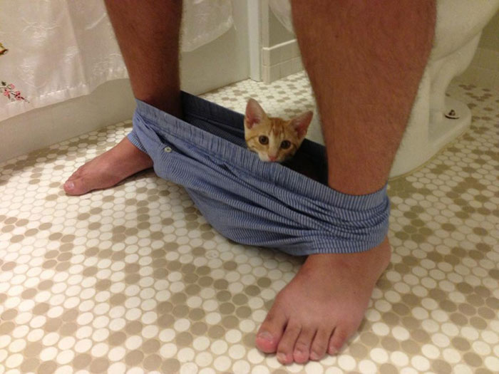 20 Funny Cats That Love To Hang Out In Your Underwear