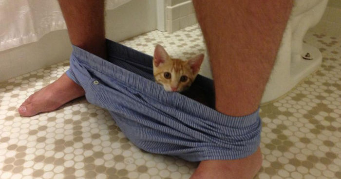 20 Funny Cats That Love To Hang Out In Your Underwear