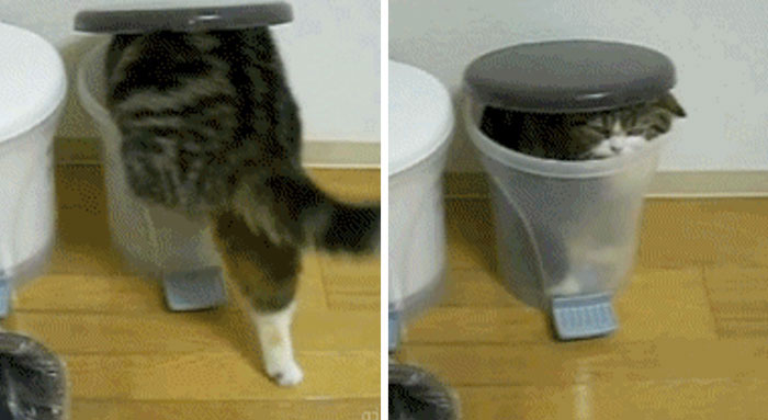 17 Moments When Trash Made Us Laugh (Cats And Otters Involved)