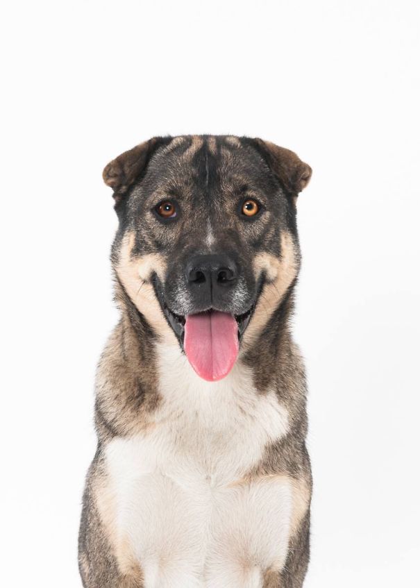 Sharkita (shar-pei/akita & Some Husky)