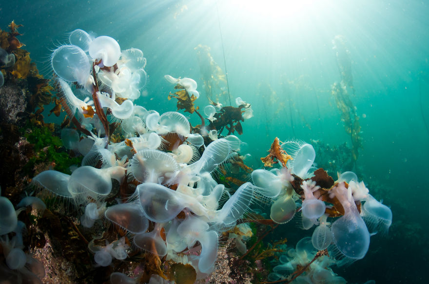 Translucent sea slugs and marine life underwater with sunlight filtering through, showcasing unique alien-like sea creatures.