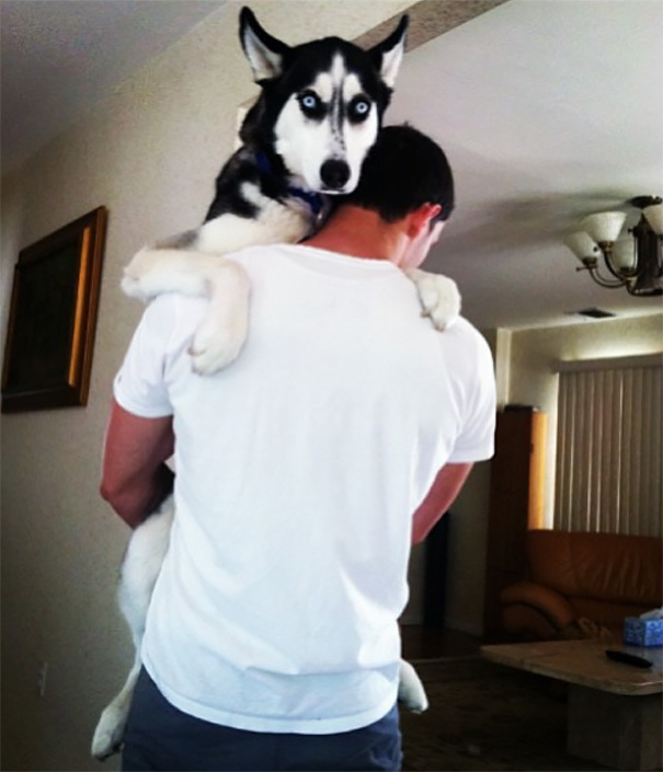 hot-doctor-husky-mike-10 hot-doctor-husky-mike-10