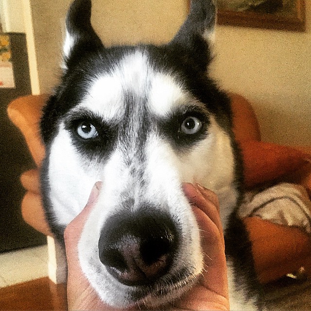 hot-doctor-husky-mike-14 hot-doctor-husky-mike-14